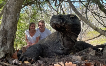 Komodo Island Komodo Animal Paradise in Indonesia
