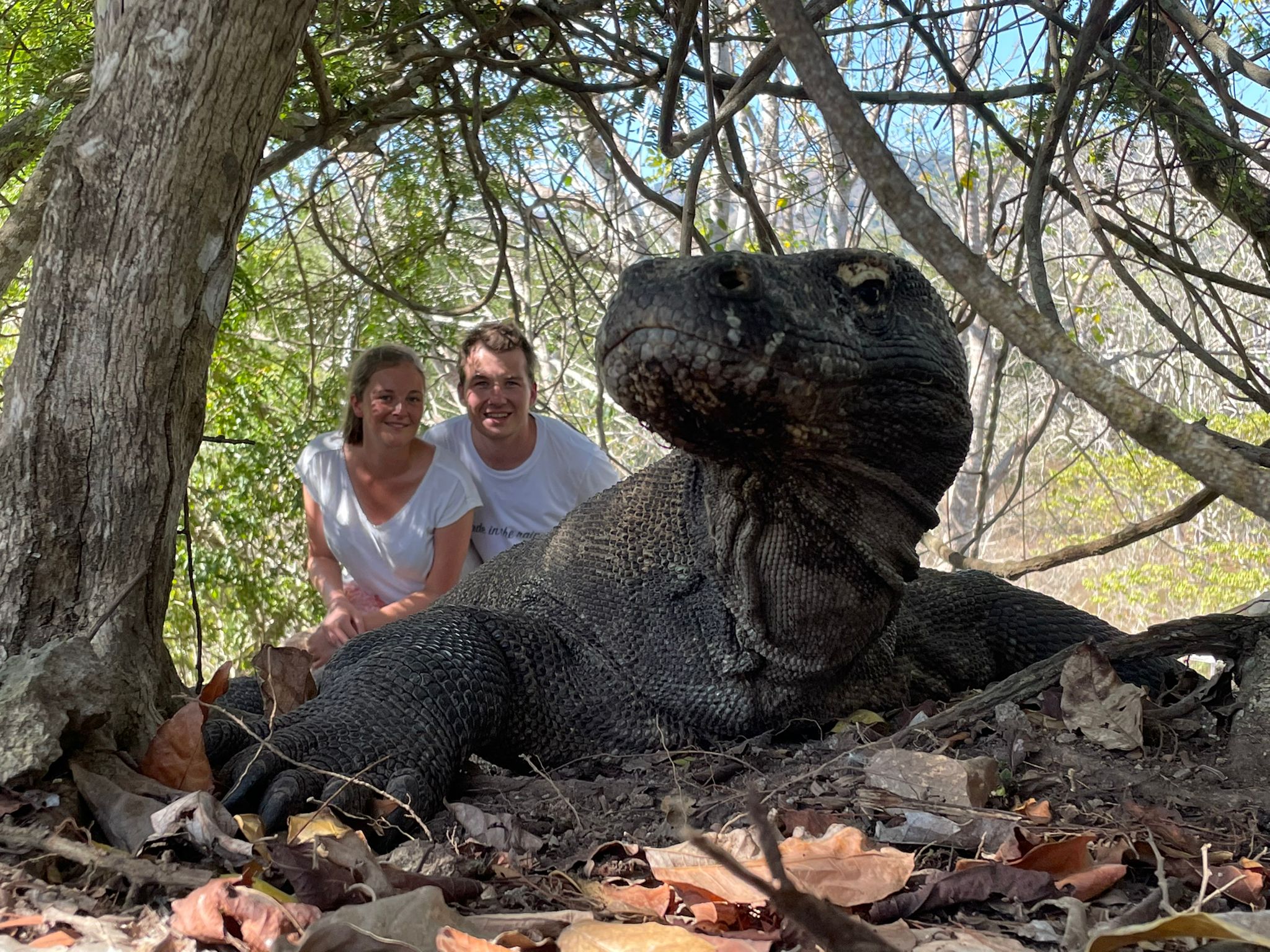 Komodo Island Komodo Animal Paradise in Indonesia
