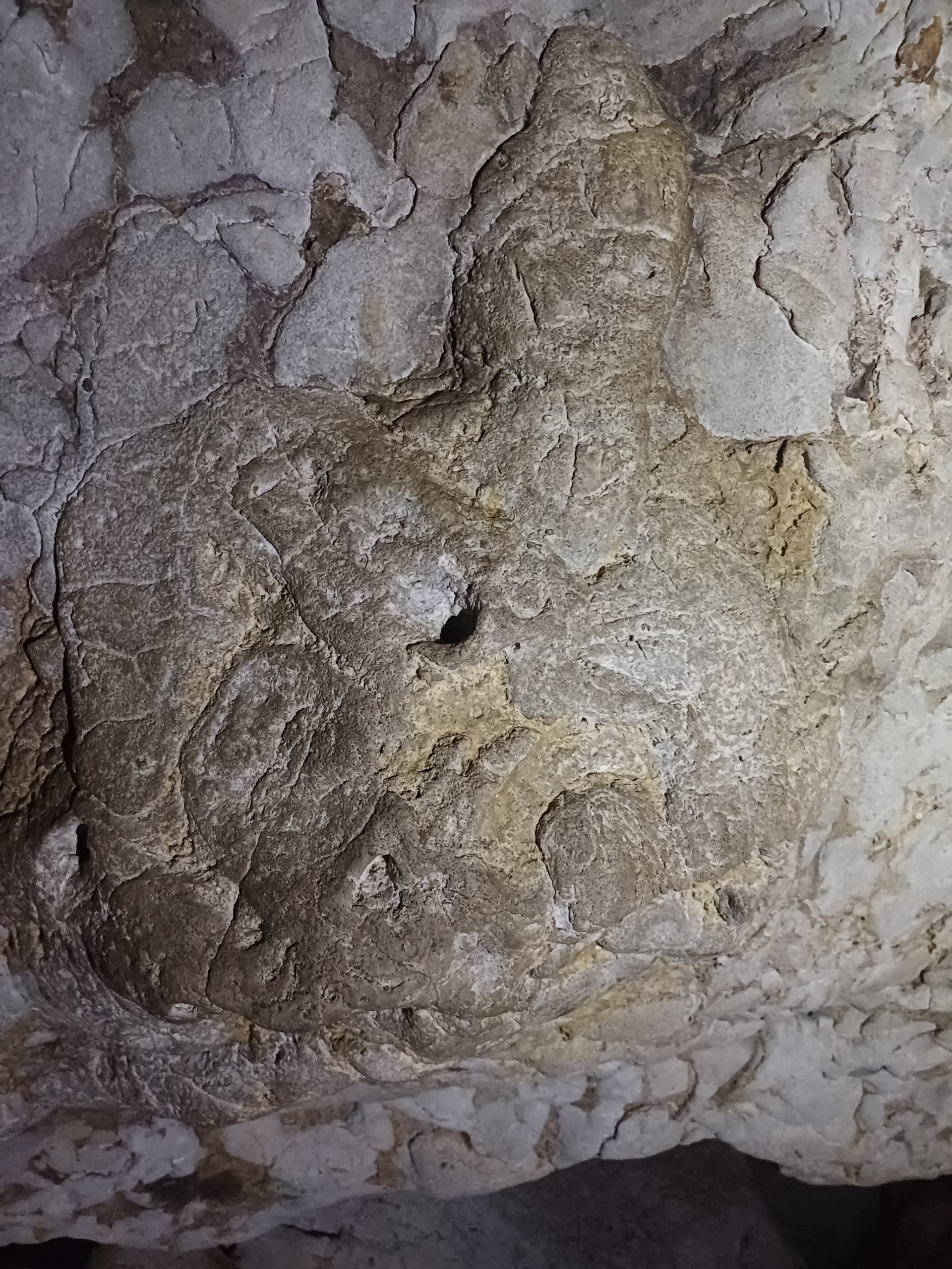 Batu Cermin Cave Fossil